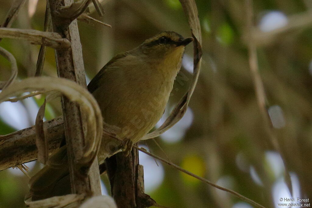 Green Hylia, identification