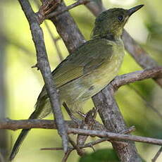 Bulbul tétraka