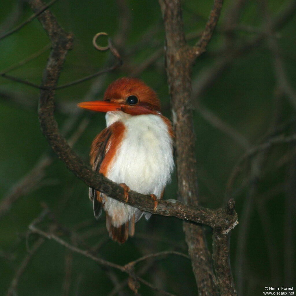 Martin-pêcheur malgache, identification