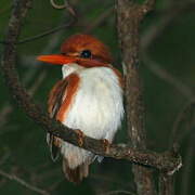 Madagascan Pygmy Kingfisher