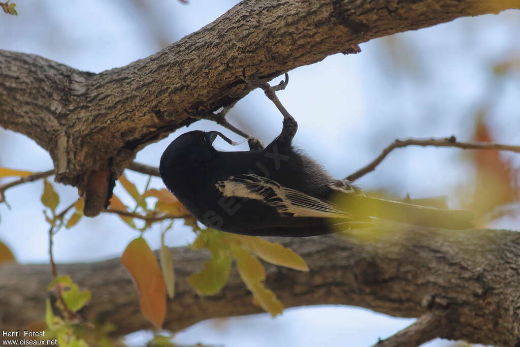 Mésange nègreadulte, pêche/chasse, Comportement