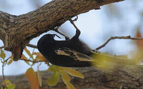 Southern Black Tit