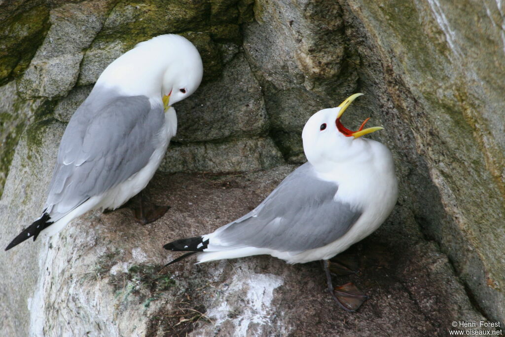 Black-legged Kittiwakeadult, courting display