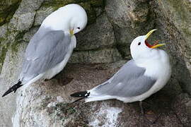 Black-legged Kittiwake