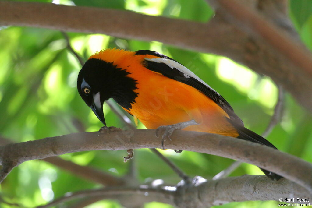 Oriole troupiale