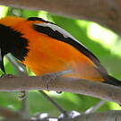 Oriole troupiale