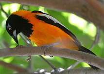 Oriole troupiale