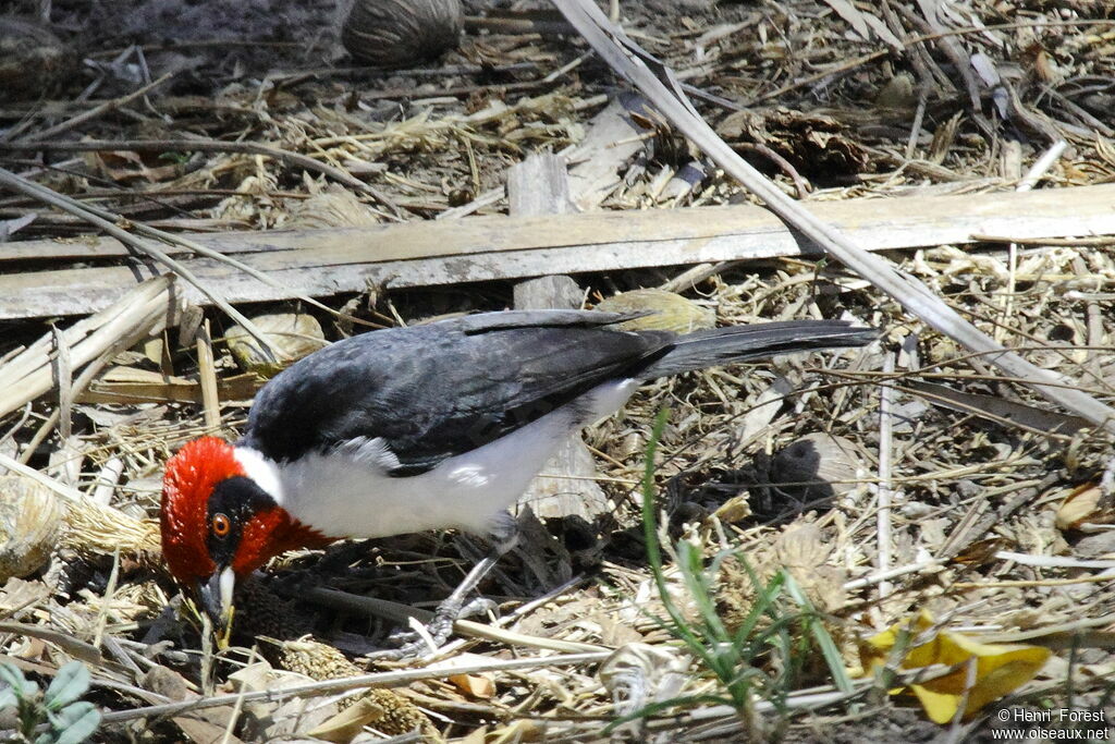 Masked Cardinal, identification