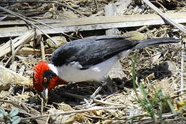 Masked Cardinal