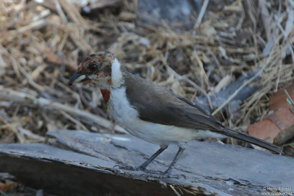 Masked Cardinalimmature