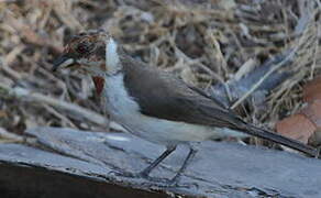 Masked Cardinal