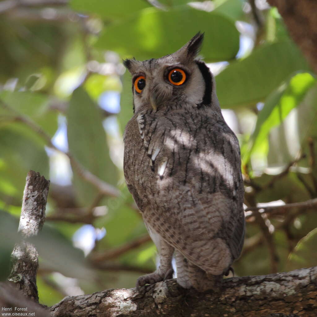 Northern White-faced Owladult, identification