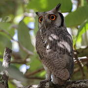 Northern White-faced Owl