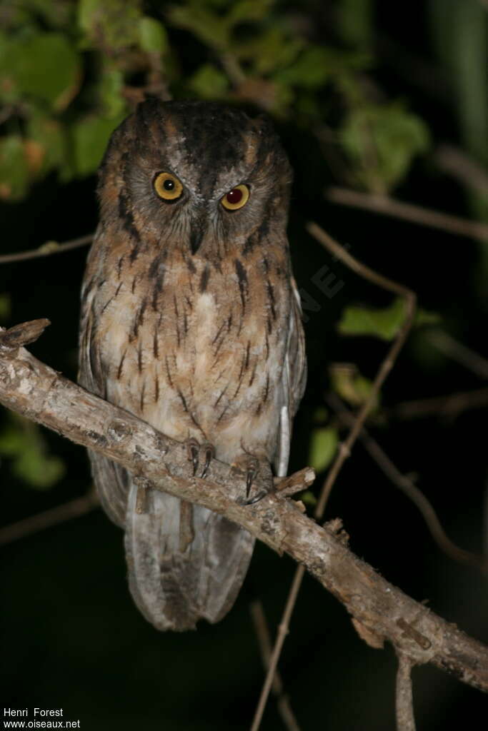 Rainforest Scops Owladult, identification