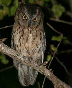 Rainforest Scops Owl