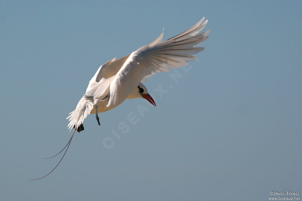 Red-tailed Tropicbird