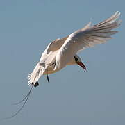 Red-tailed Tropicbird