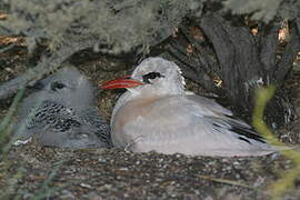 Red-tailed Tropicbird