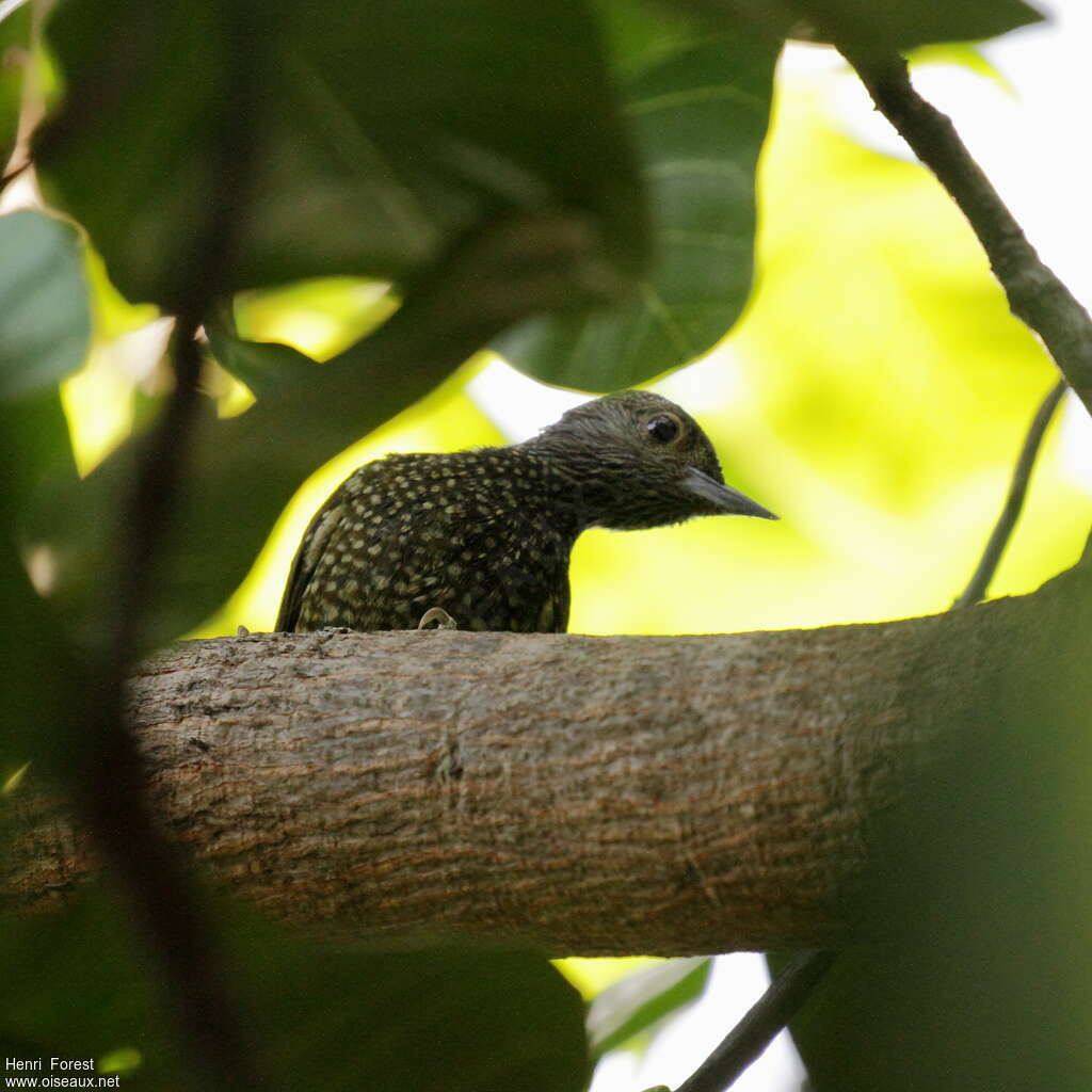 Buff-spotted Woodpeckeradult, close-up portrait