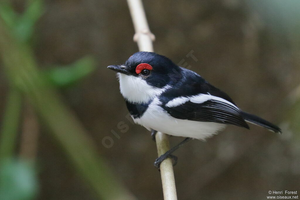 Brown-throated Wattle-eyeadult