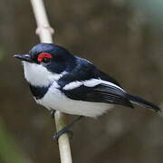 Brown-throated Wattle-eye