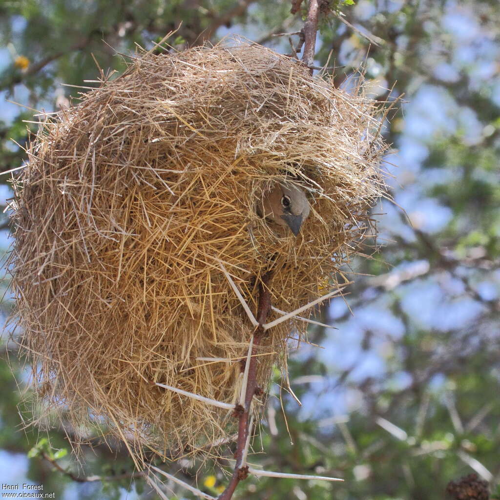 Grey-capped Social Weaveradult, Reproduction-nesting