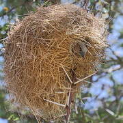 Grey-capped Social Weaver