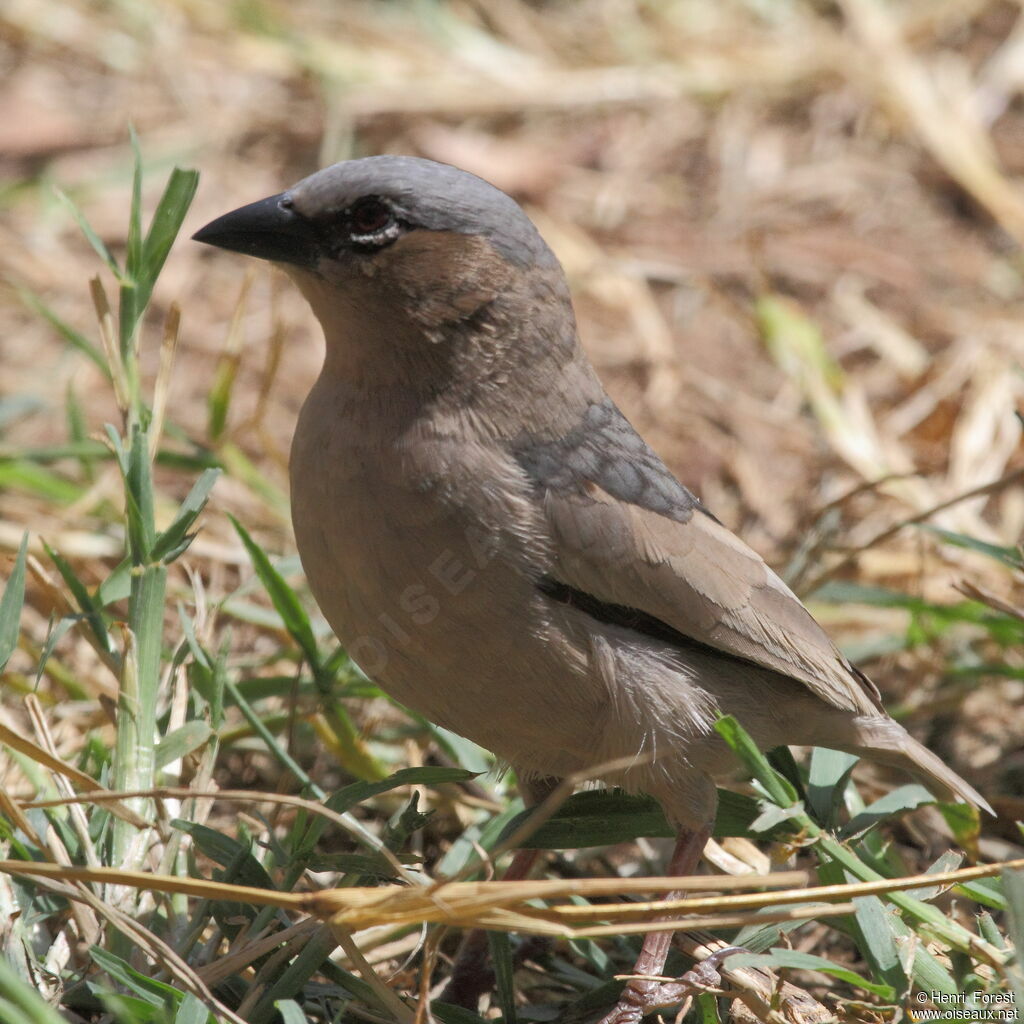 Grey-capped Social Weaveradult