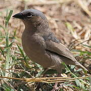 Grey-capped Social Weaver