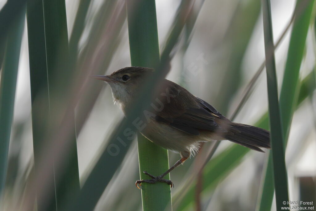 Common Reed Warbleradult