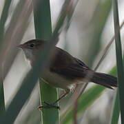 Common Reed Warbler