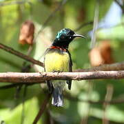 Souimanga Sunbird