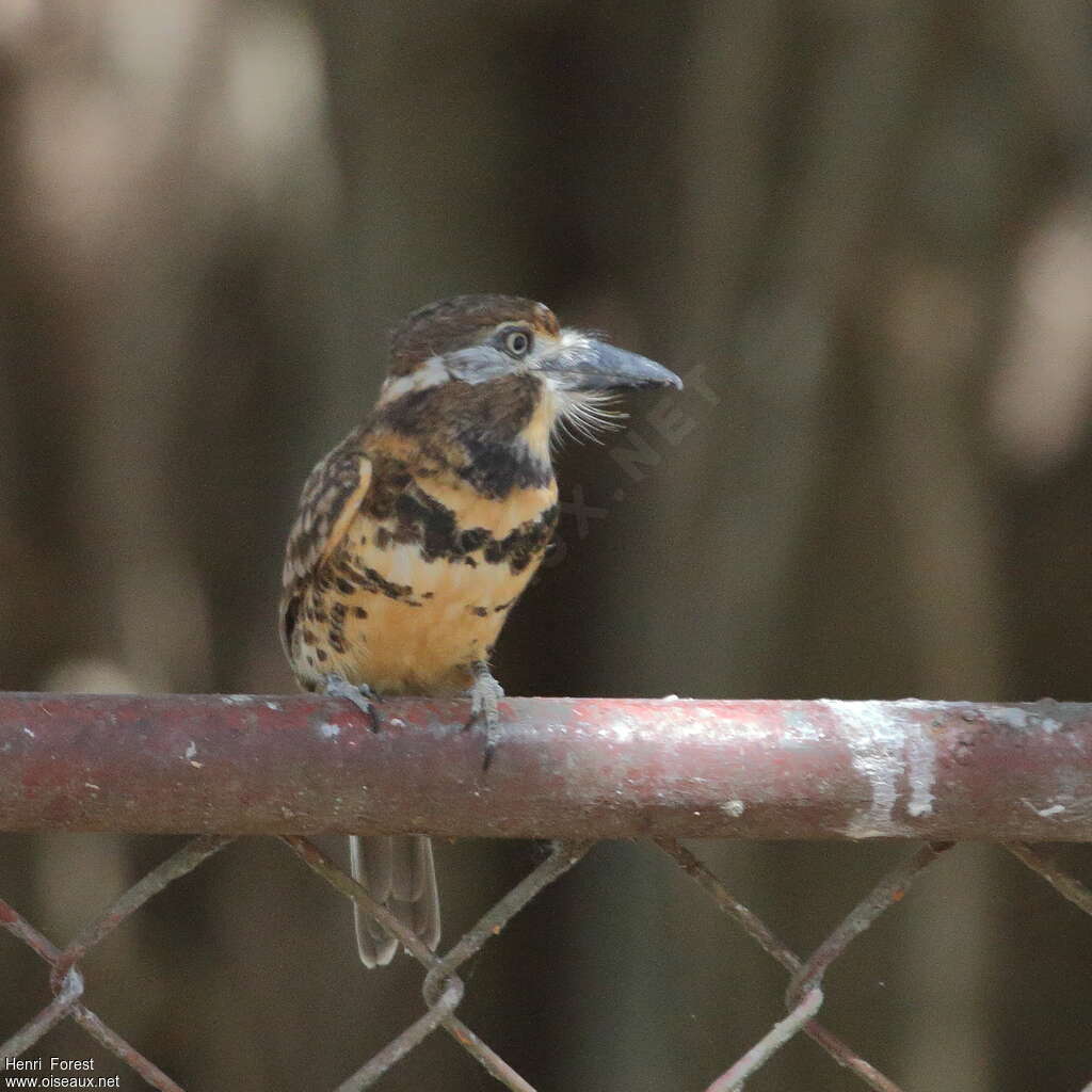 Two-banded Puffbirdadult