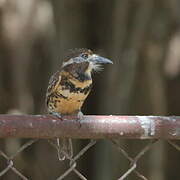 Two-banded Puffbird