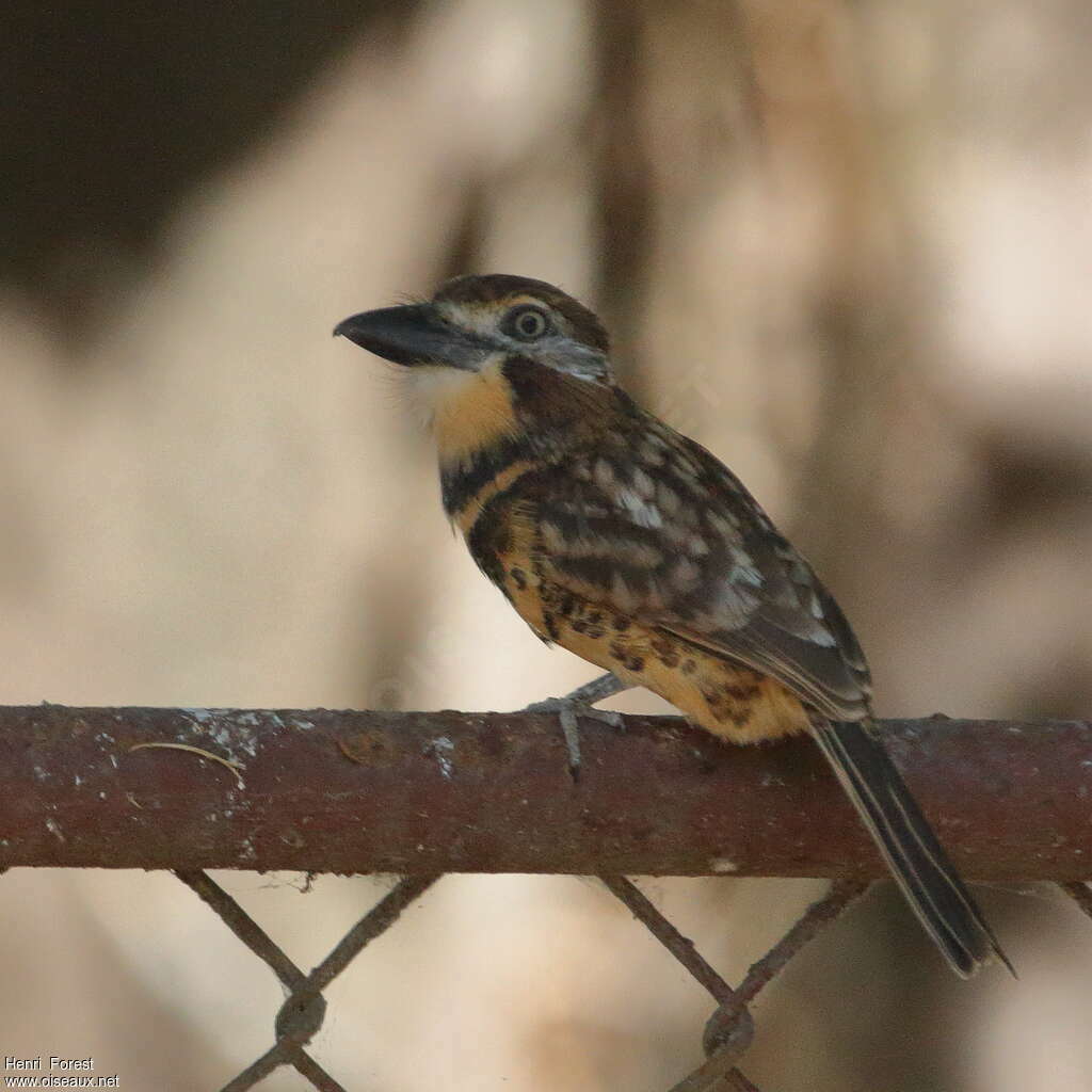 Tamatia bifasciéadulte, identification