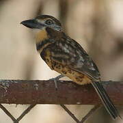 Two-banded Puffbird