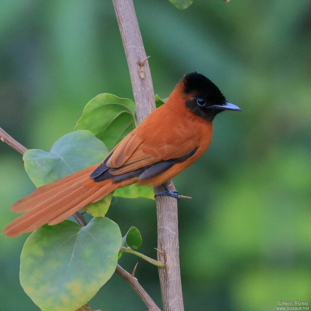 Red-bellied Paradise Flycatcher female, identification