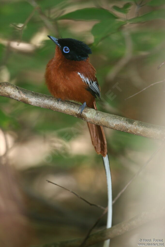 Tchitrec malgache mâle immature, identification