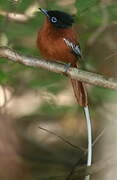 Malagasy Paradise Flycatcher