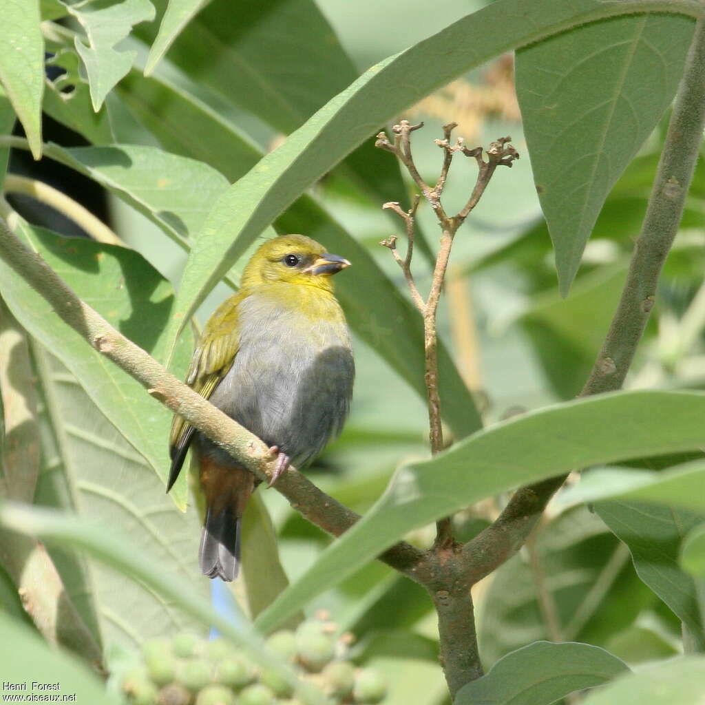 Nelicourvi Weaver female immature, identification