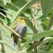 Nelicourvi Weaver