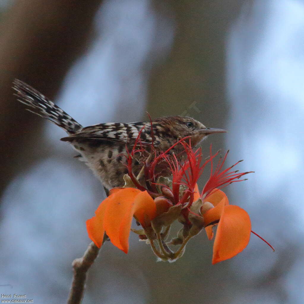 Stripe-backed Wrenadult