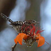 Stripe-backed Wren