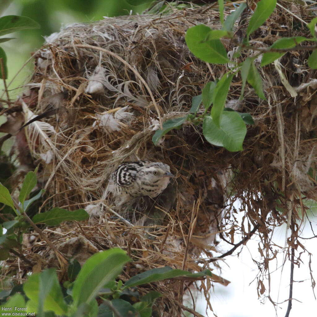 Stripe-backed Wrenadult, Reproduction-nesting, colonial reprod.