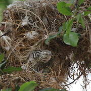 Stripe-backed Wren