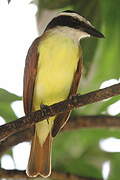 White-bearded Flycatcher