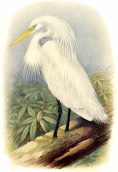 Aigrette de Chine