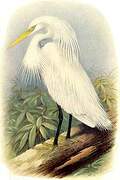 Aigrette de Chine