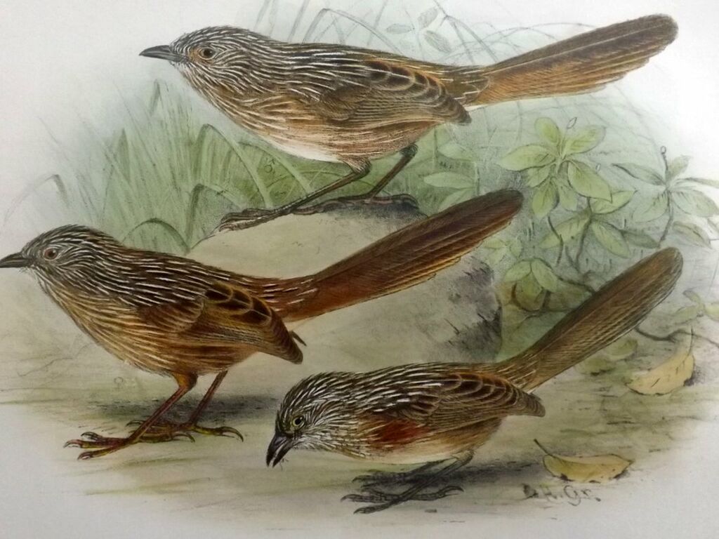 Western Grasswren