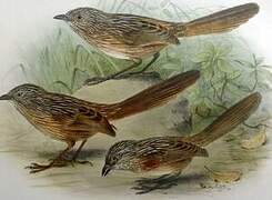 Western Grasswren